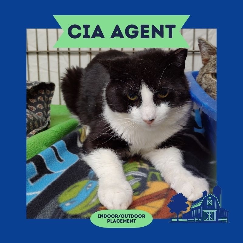 Agent Meaty