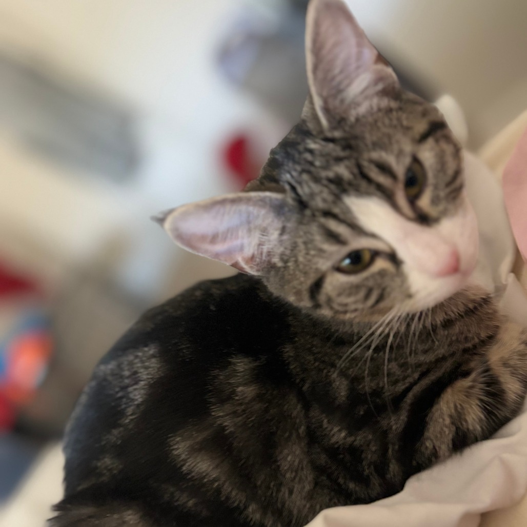 Stone (Petsmart)