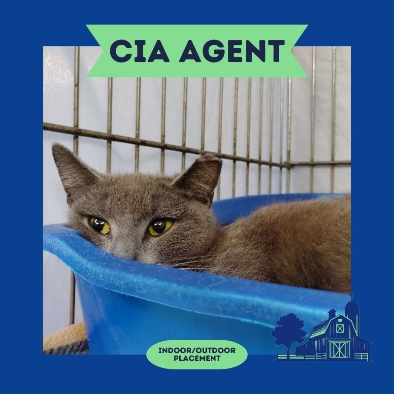 Agent Meatball