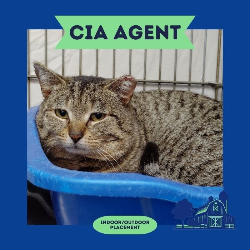 Agent Meatloaf