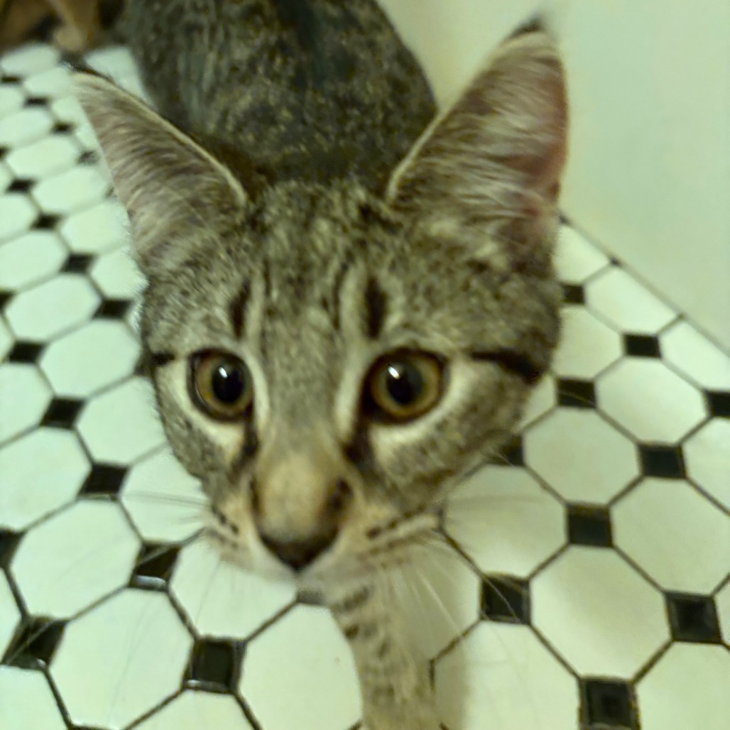 Rocky (Petsmart)