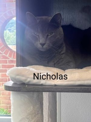 Nicholas, Adult Male unknown