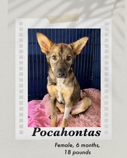 Pocahontas