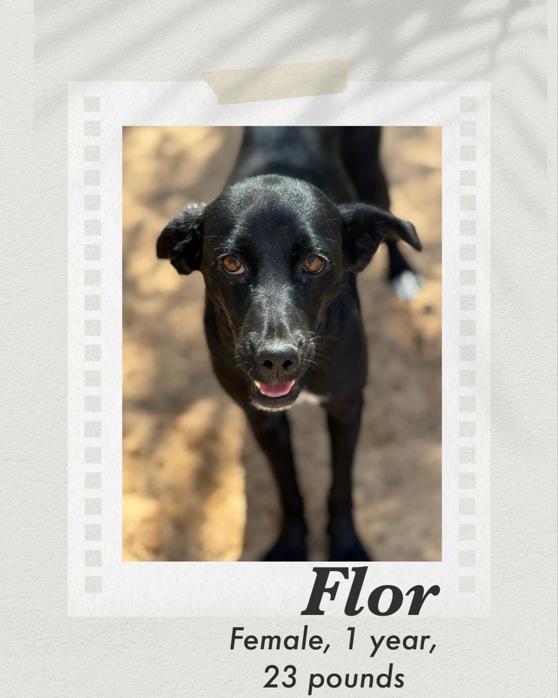 Flor