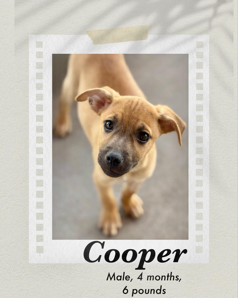 Cooper