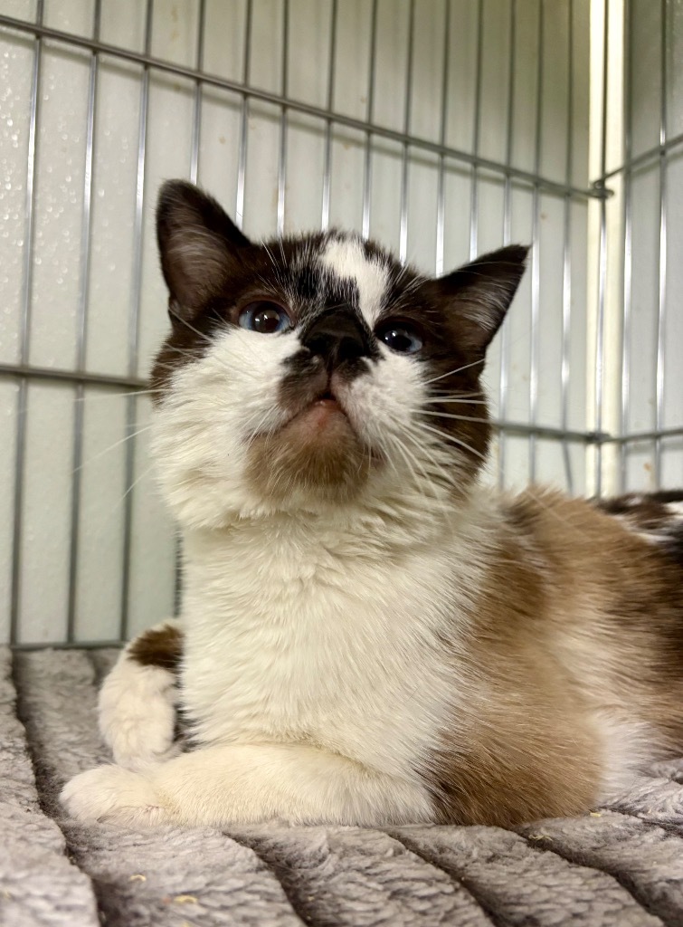 Pretty Boy Floyd, an adoptable Siamese in Rock Springs, WY, 82901 | Photo Image 1