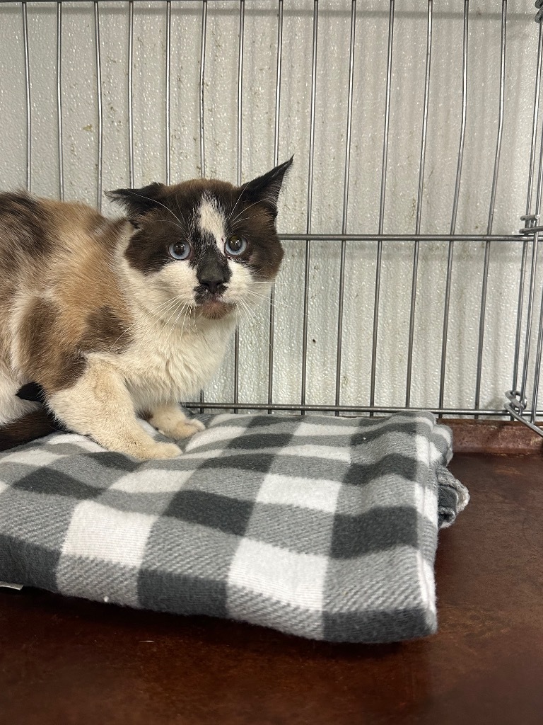Pretty Boy Floyd, an adoptable Siamese in Rock Springs, WY, 82901 | Photo Image 2