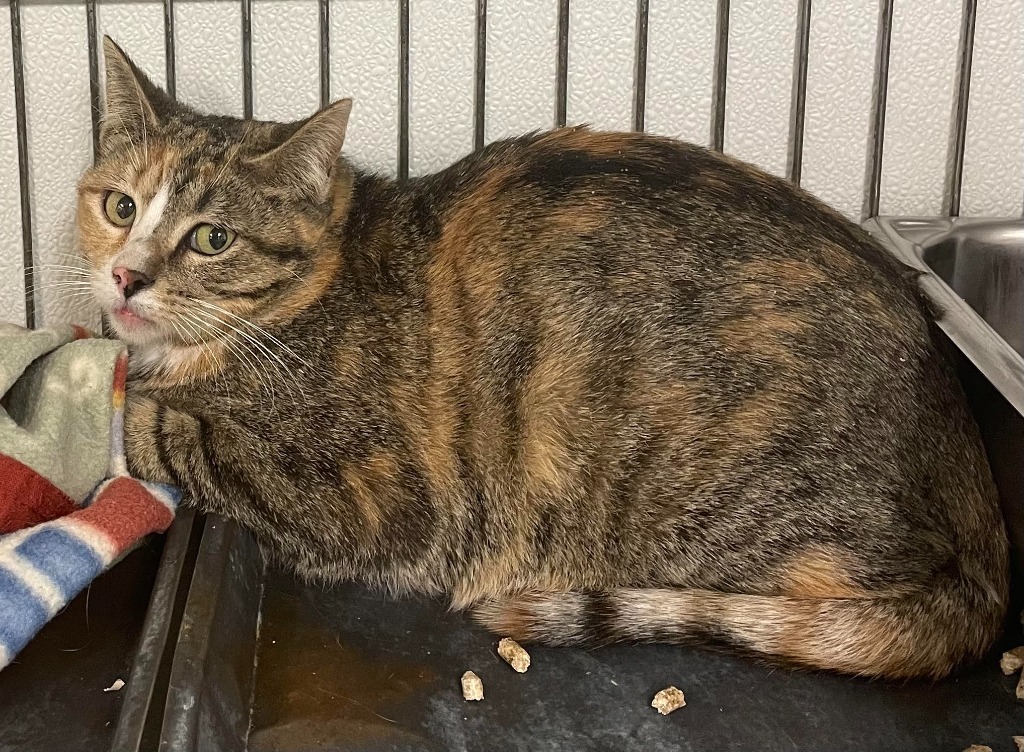 Ingrid, an adoptable Domestic Short Hair in Rock Springs, WY, 82901 | Photo Image 1