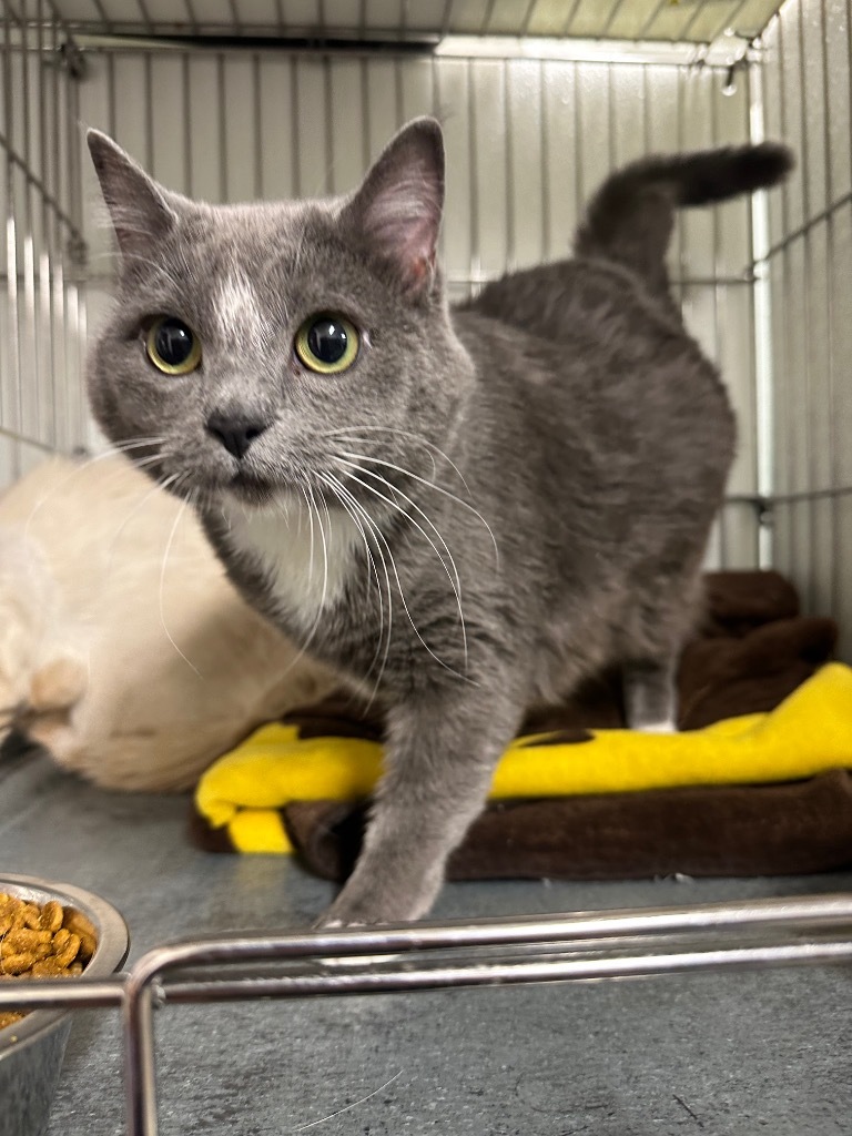 Waffles, an adoptable Domestic Short Hair in Rock Springs, WY, 82901 | Photo Image 1