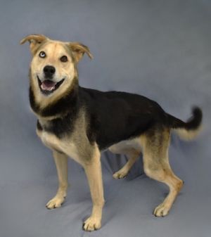 Meet Bob a 5-year-old Shepherd mix with a heart of gold and a touch of anxiety about life Bob is