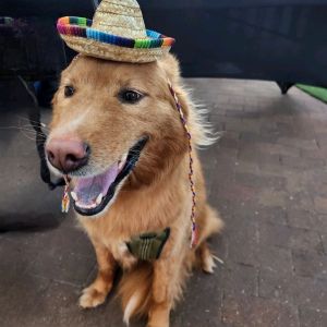 Nala