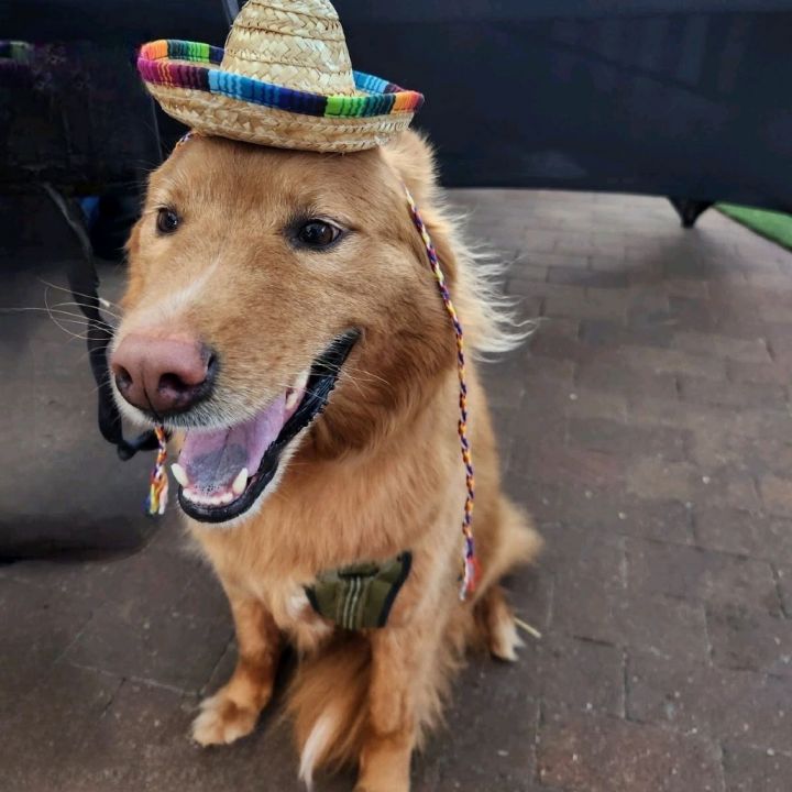 Nala 1
