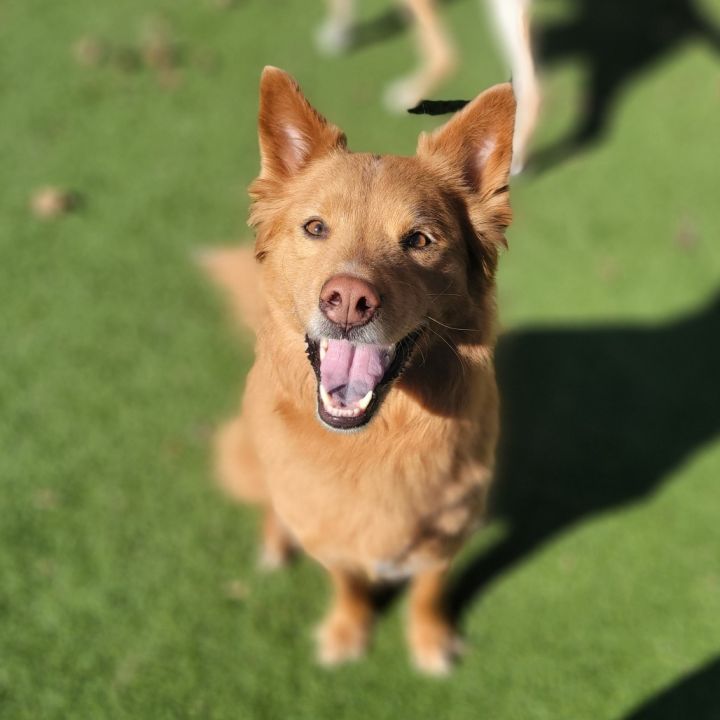 Nala 2