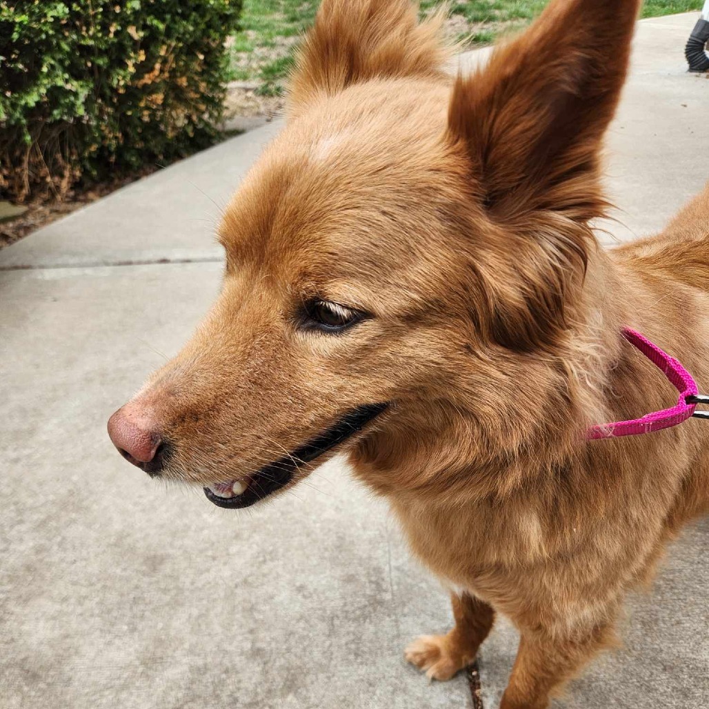 Nala