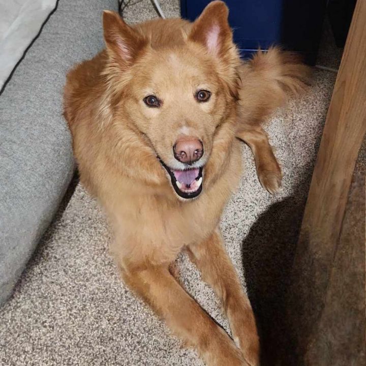 Nala 4