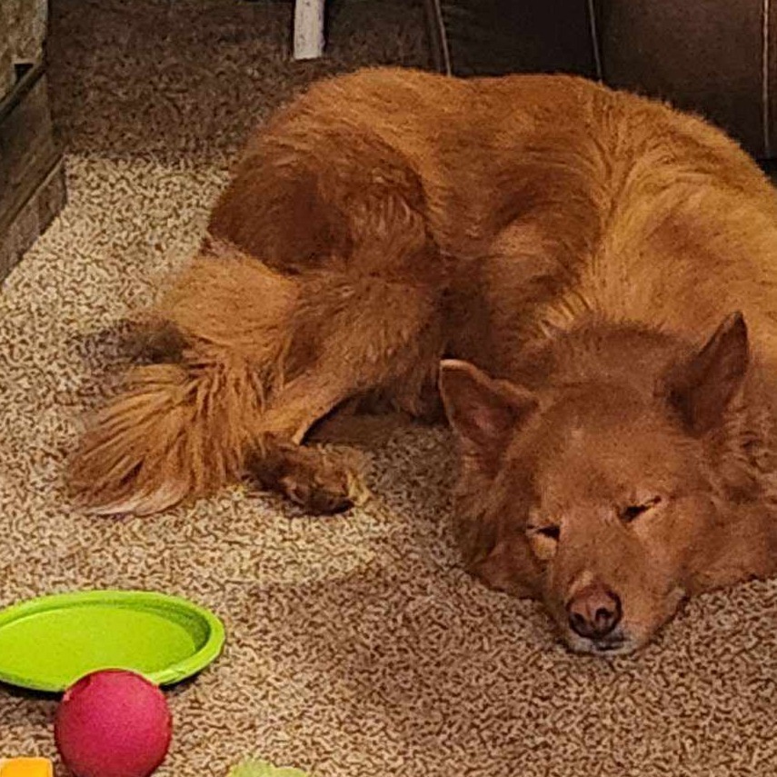 Nala