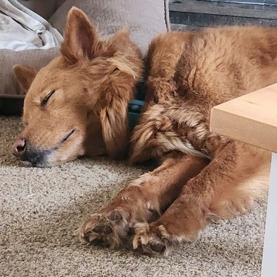 Nala