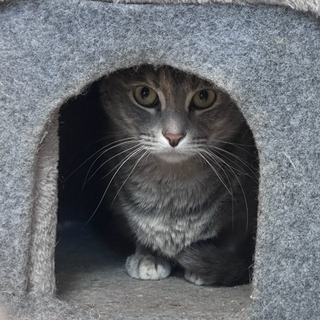 Case, an adoptable Domestic Short Hair in Branson, MO, 65616 | Photo Image 1