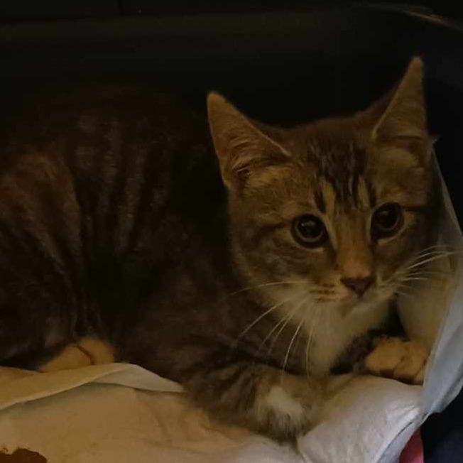 Case, an adoptable Domestic Short Hair in Branson, MO, 65616 | Photo Image 2