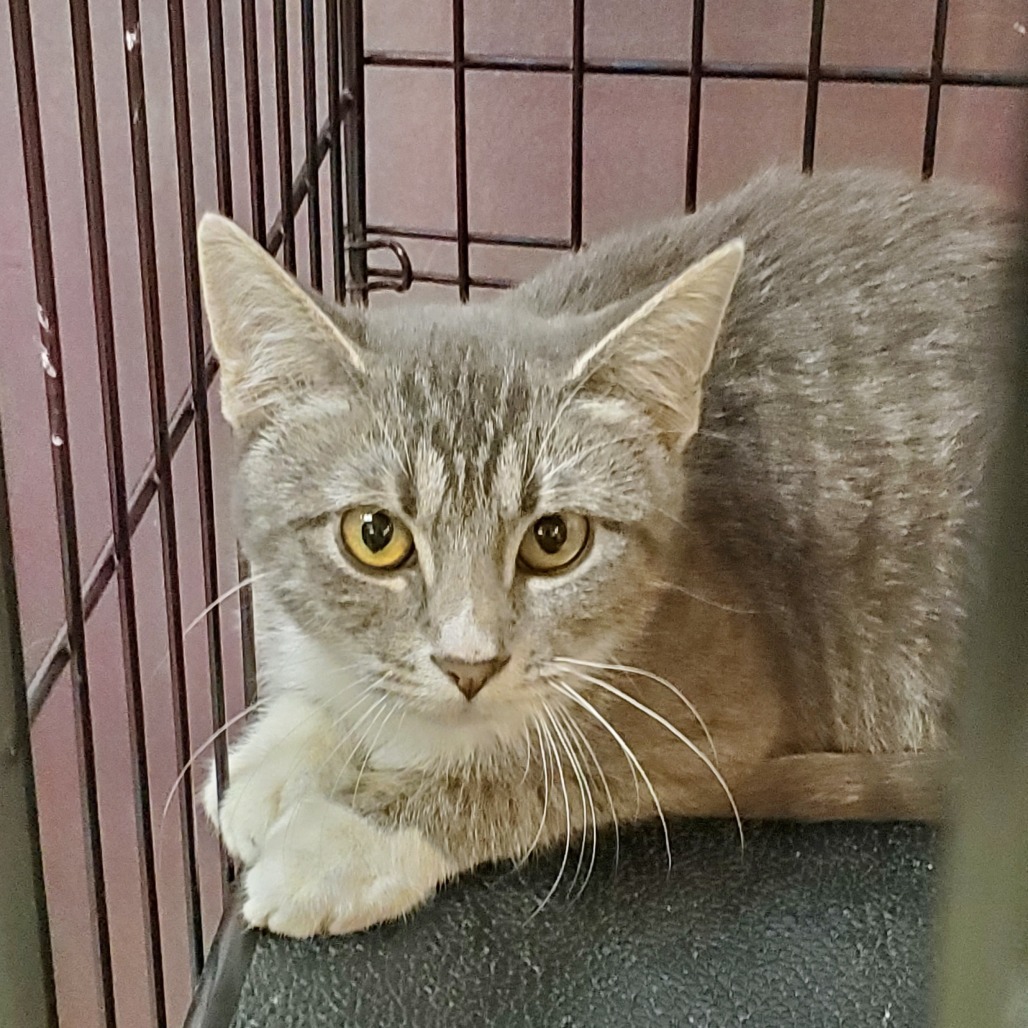 Case, an adoptable Domestic Short Hair in Branson, MO, 65616 | Photo Image 3