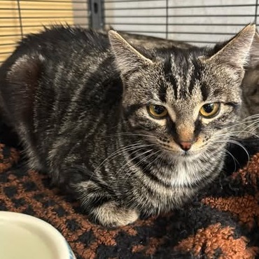 Dazzle, an adoptable Domestic Short Hair in Nampa, ID, 83686 | Photo Image 1