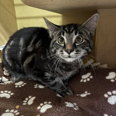 Razzle, an adoptable Domestic Short Hair in Nampa, ID, 83686 | Photo Image 1