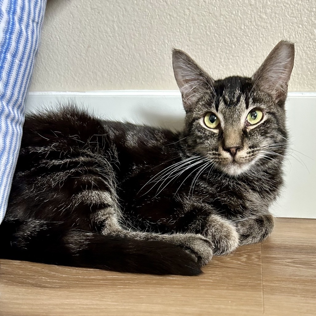 Razzle, an adoptable Domestic Short Hair in Nampa, ID, 83686 | Photo Image 1