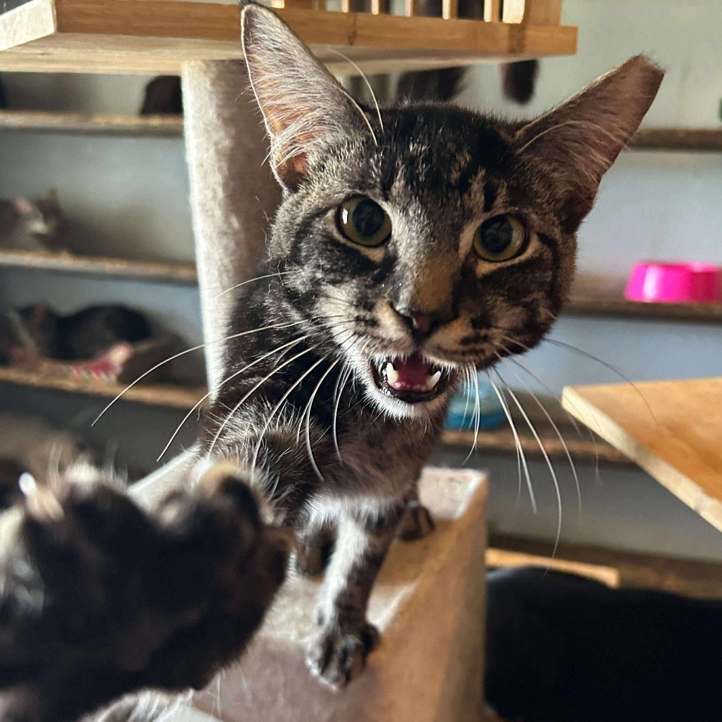 Razzle, an adoptable Domestic Short Hair in Nampa, ID, 83686 | Photo Image 3