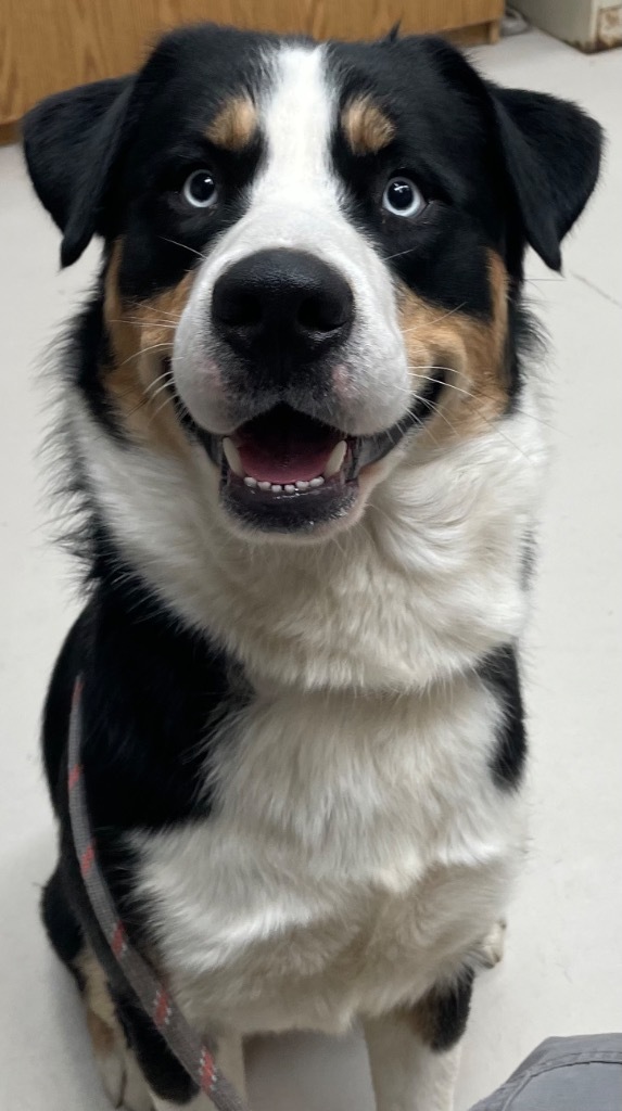 Leo