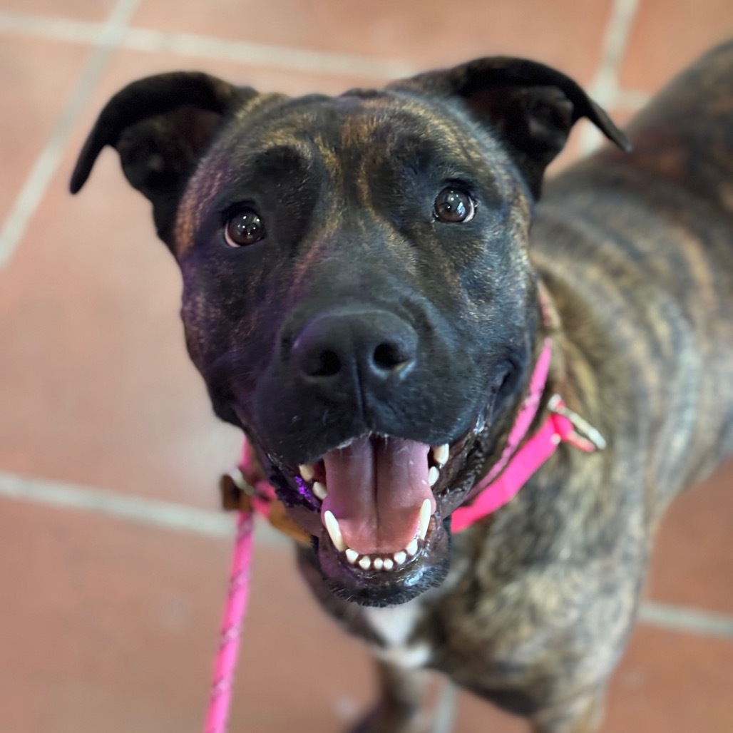 Lucy A2190384
