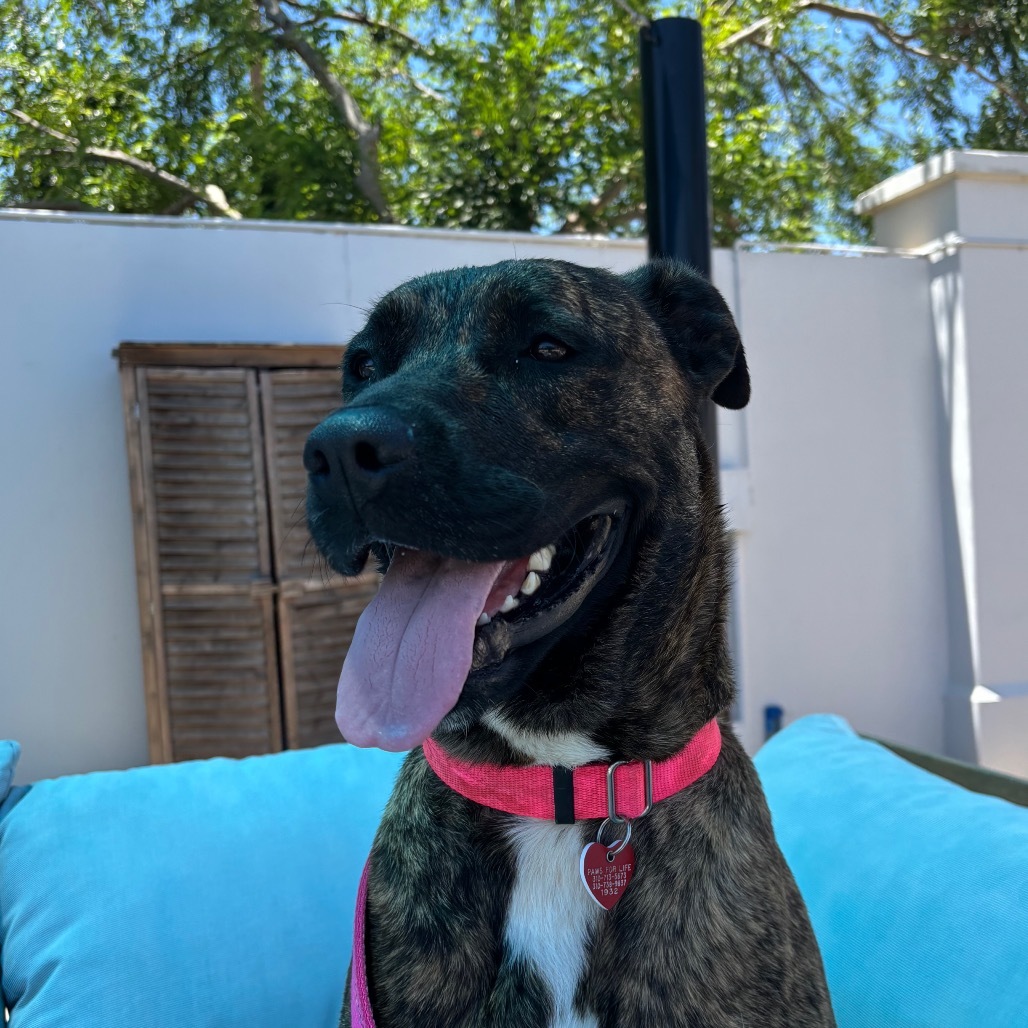 Lucy A2190384