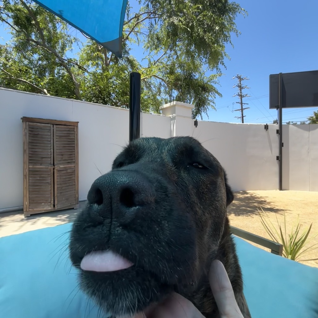 Lucy A2190384