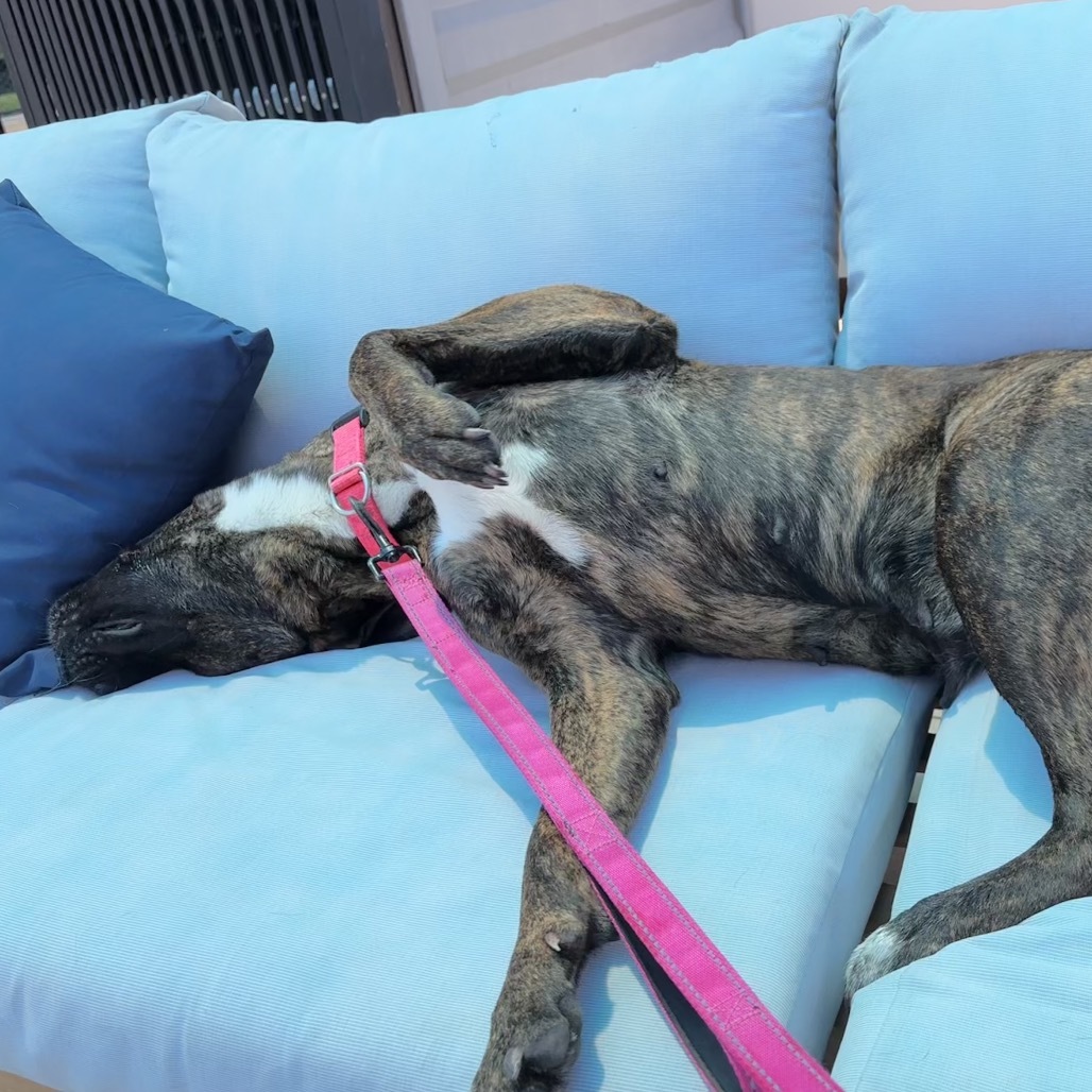 Lucy A2190384