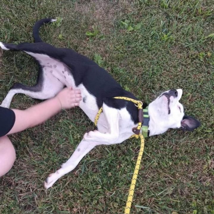 Bella 3