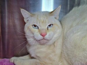 Cotton Candy, Adult Male unknown