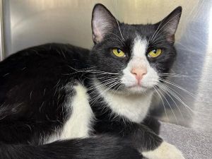 Quinoa, Adult Male Domestic Short Hair