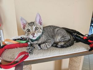 Eleanor, Young Female Domestic Short Hair