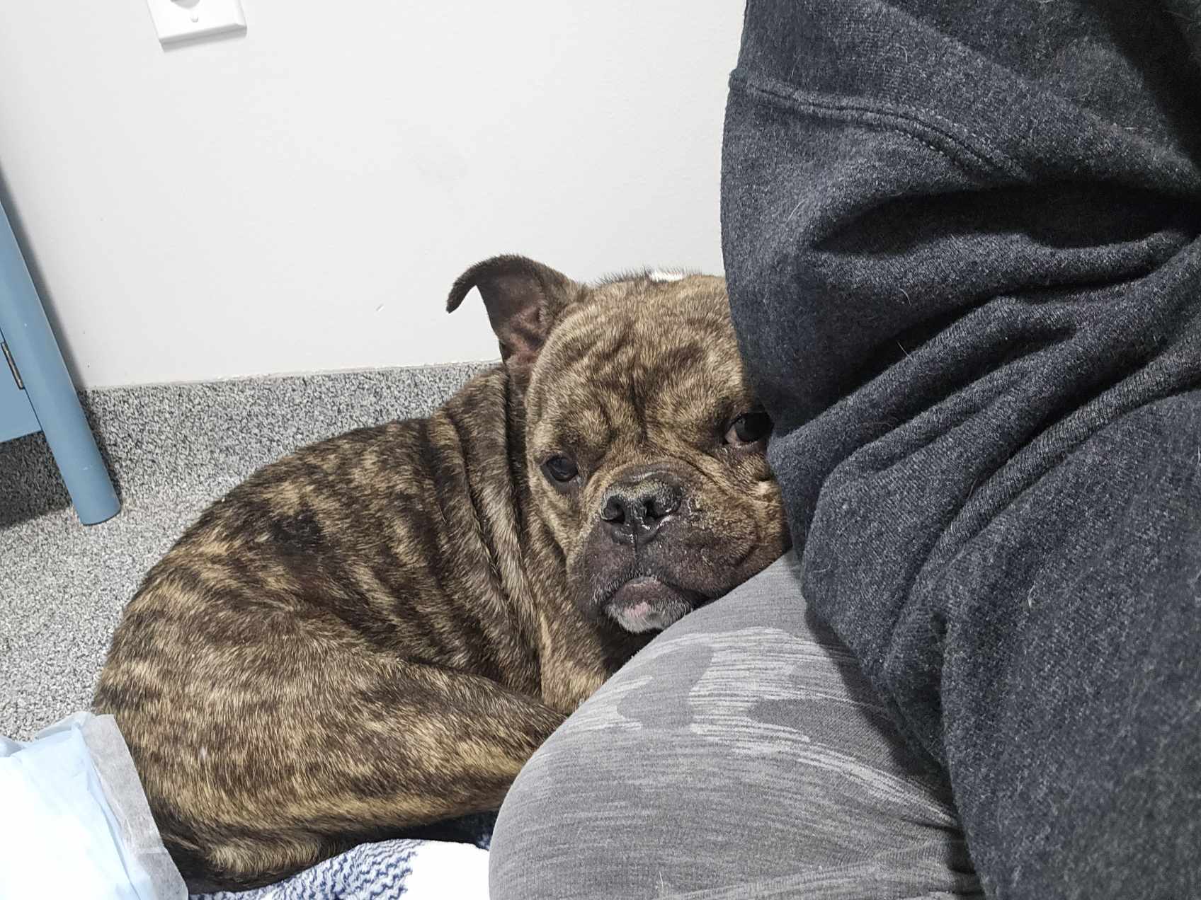 Ducky, an adoptable Pit Bull Terrier, American Bulldog in Arlee, MT, 59821 | Photo Image 1