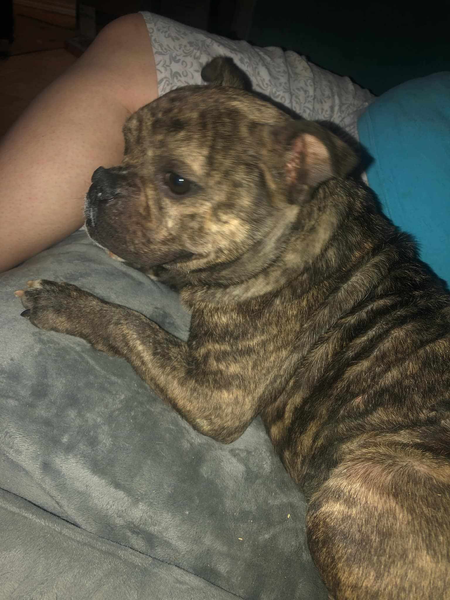 Ducky, an adoptable Pit Bull Terrier, American Bulldog in Arlee, MT, 59821 | Photo Image 2