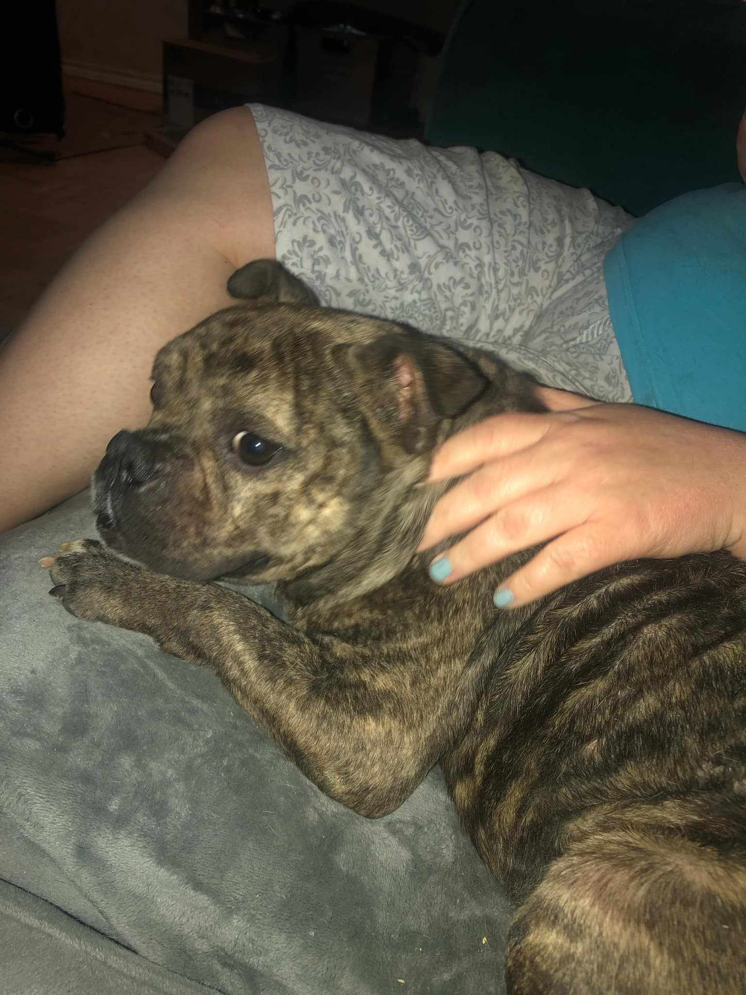 Ducky, an adoptable Pit Bull Terrier, American Bulldog in Arlee, MT, 59821 | Photo Image 3