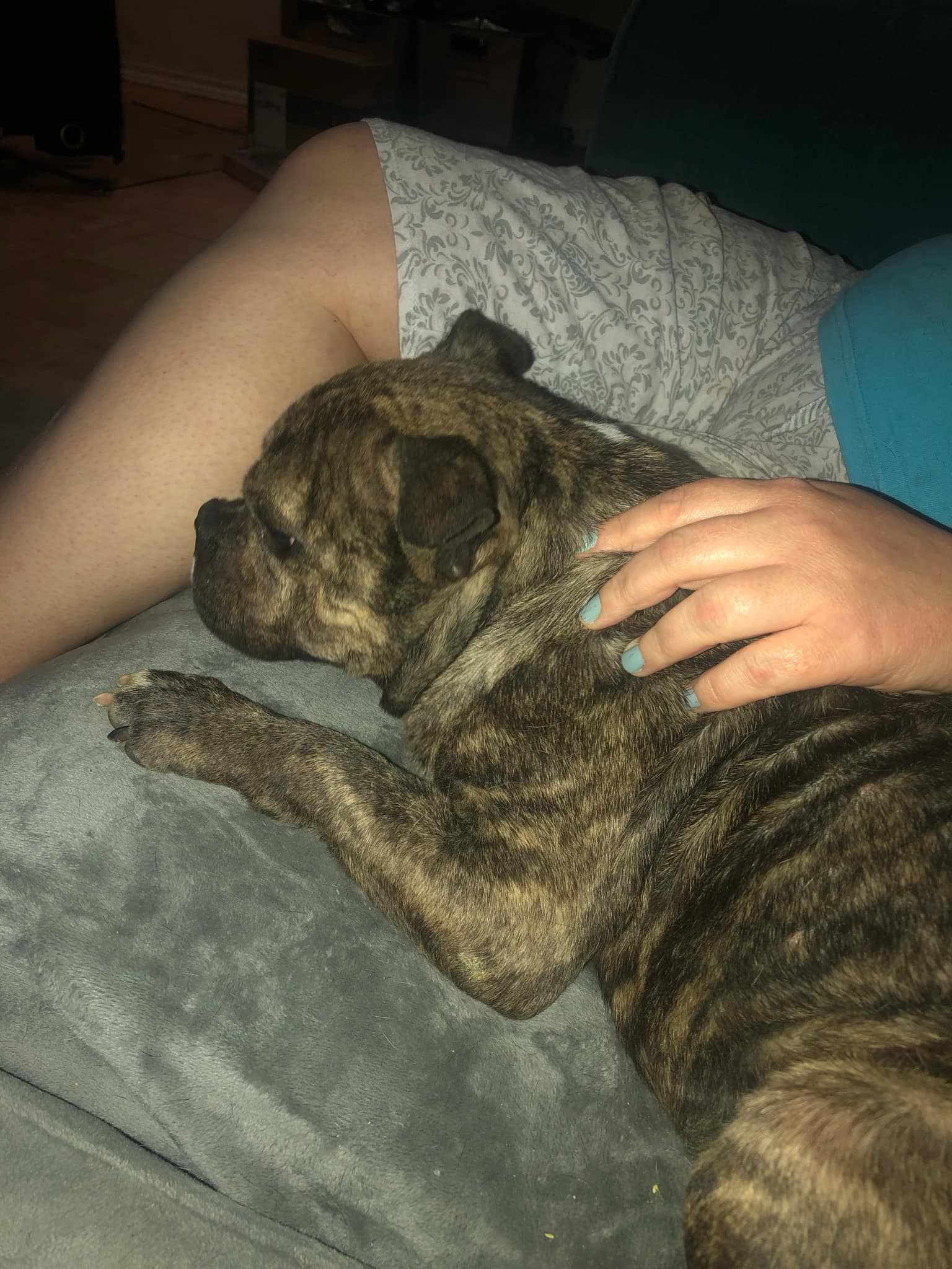 Ducky, an adoptable Pit Bull Terrier, American Bulldog in Arlee, MT, 59821 | Photo Image 4