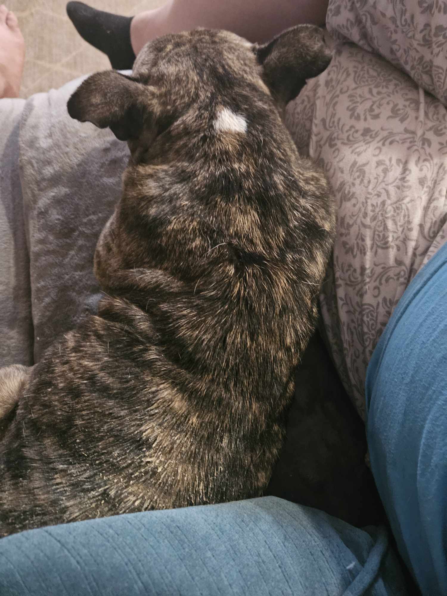 Ducky, an adoptable Pit Bull Terrier, American Bulldog in Arlee, MT, 59821 | Photo Image 5