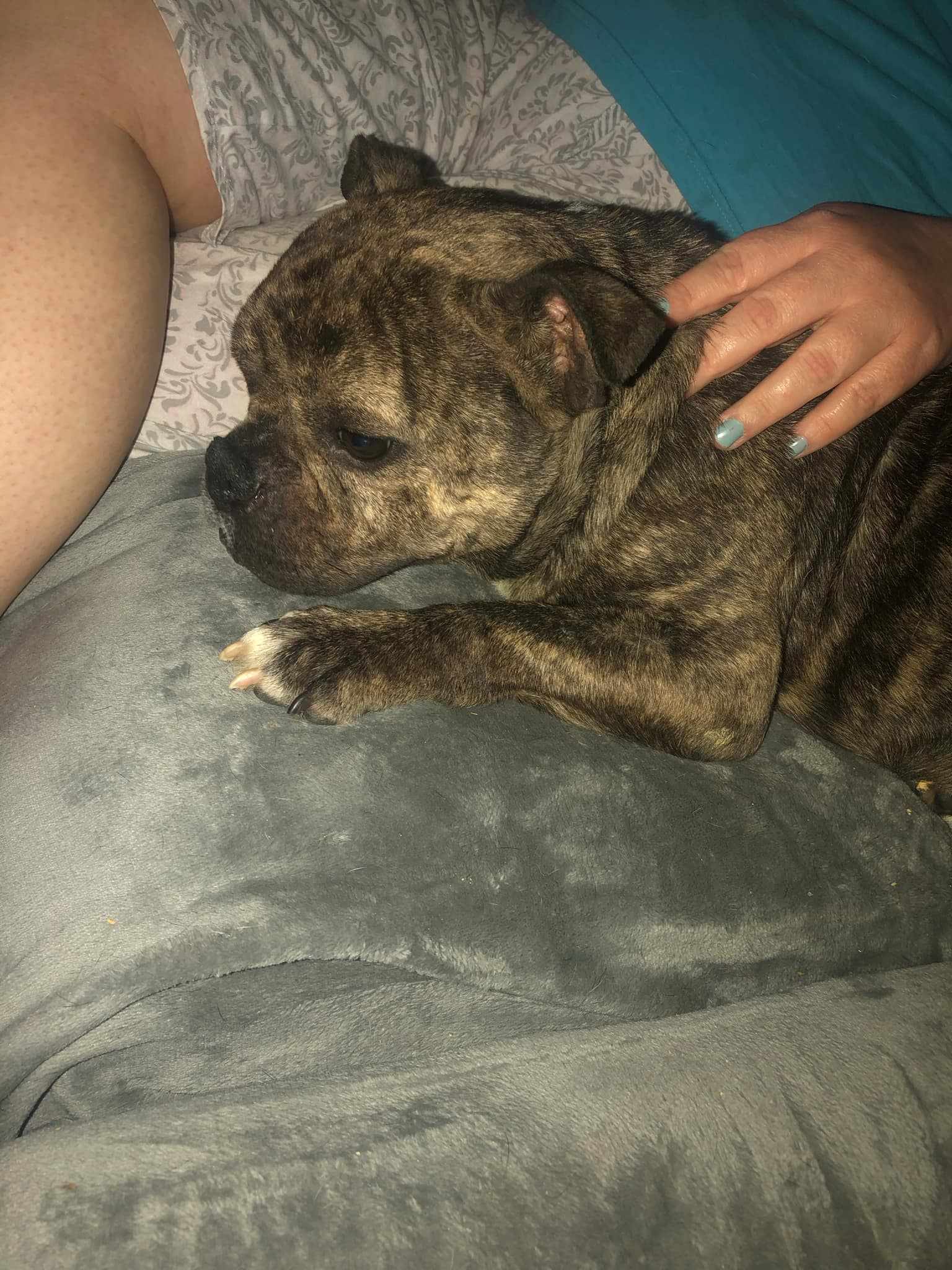 Ducky, an adoptable Pit Bull Terrier, American Bulldog in Arlee, MT, 59821 | Photo Image 6