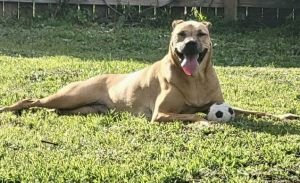 Miley *, Adult Female unknown