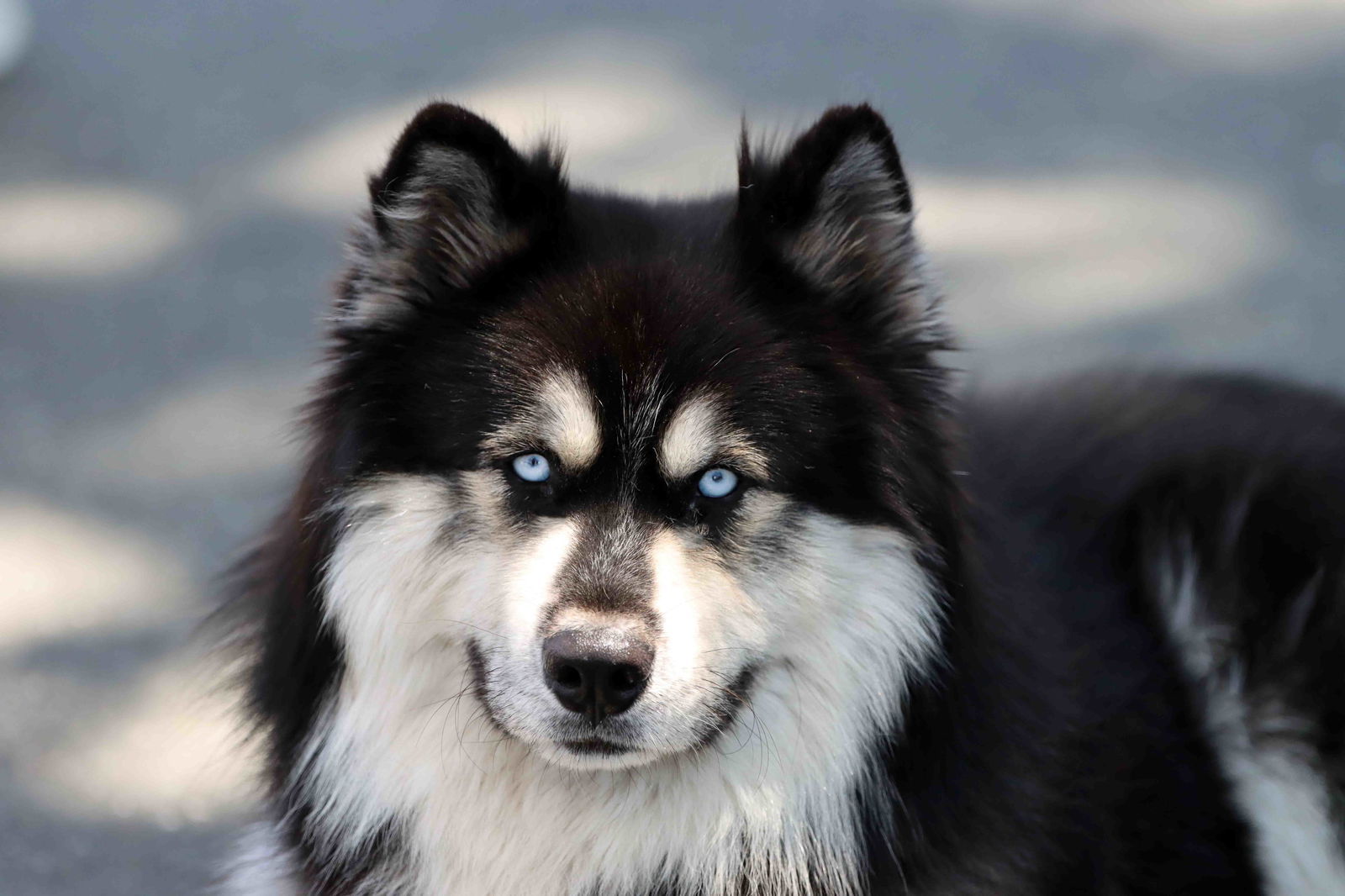 Oso