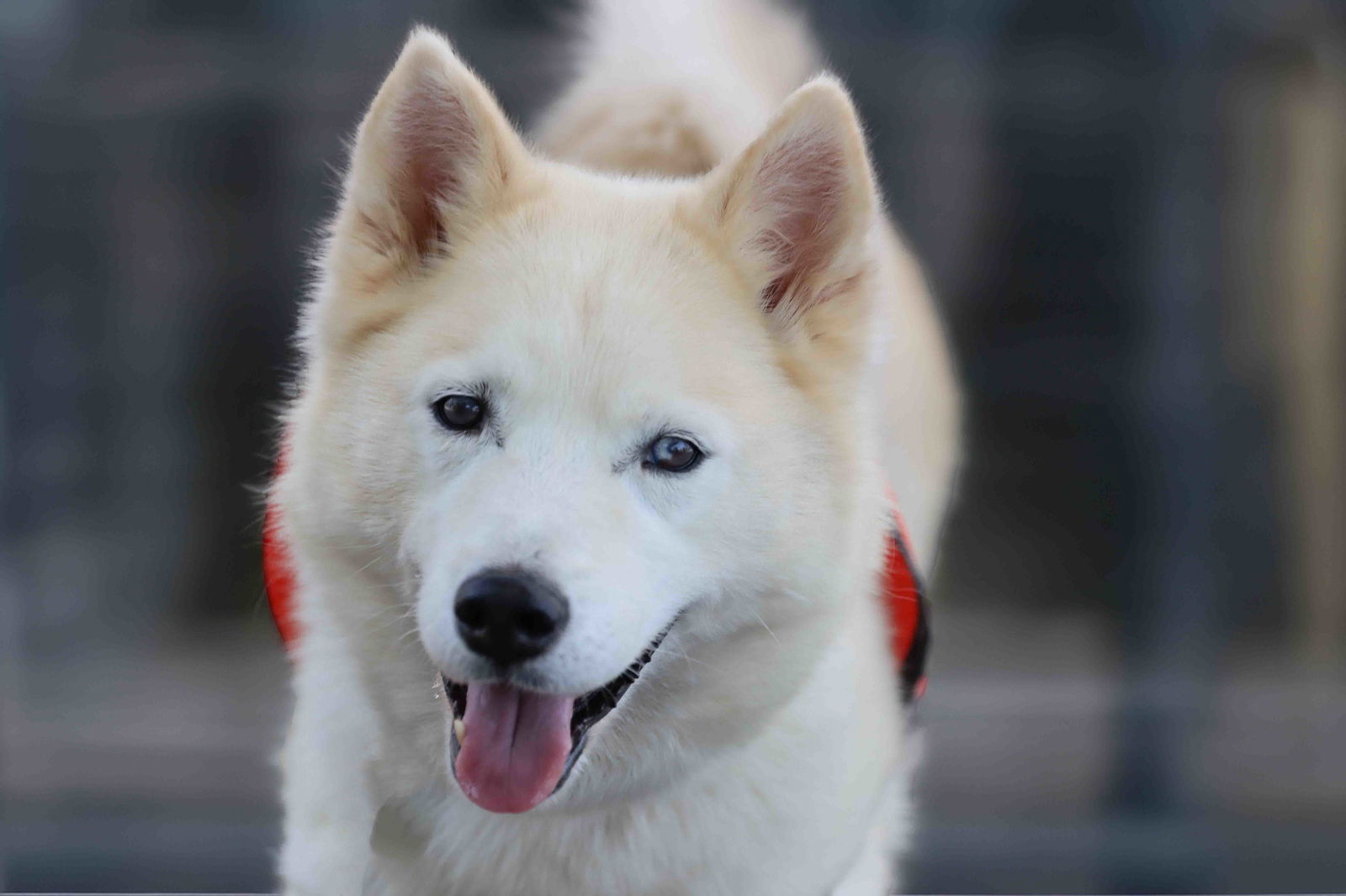 Tundra
