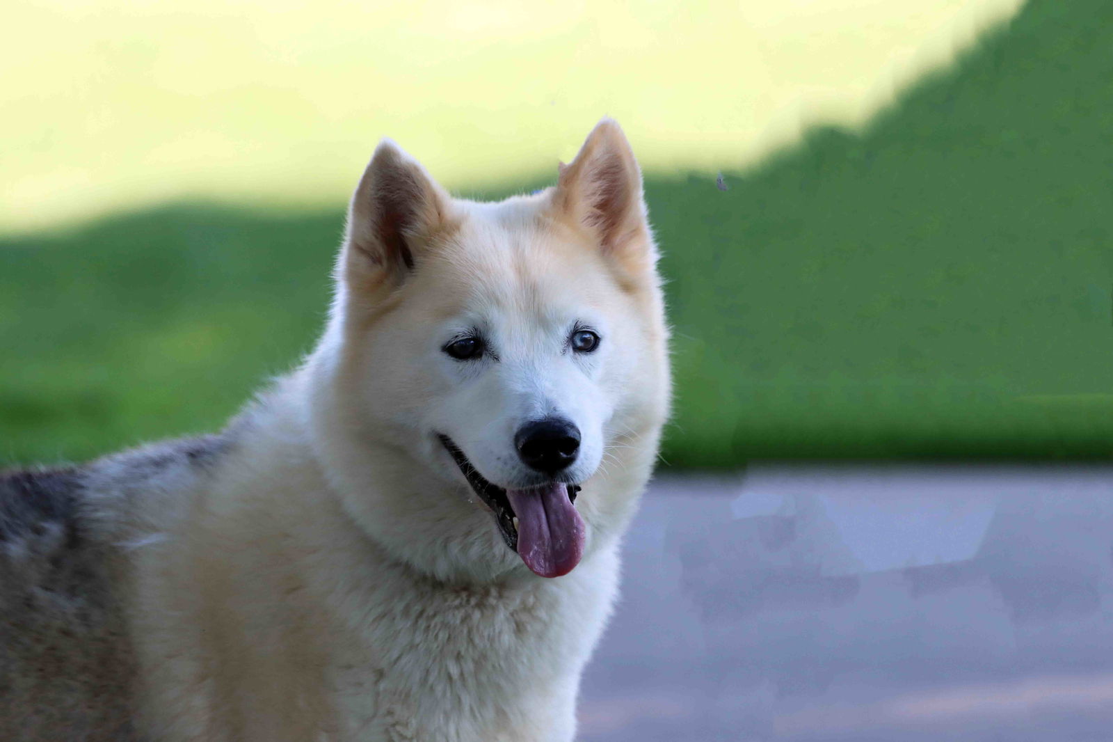 Tundra