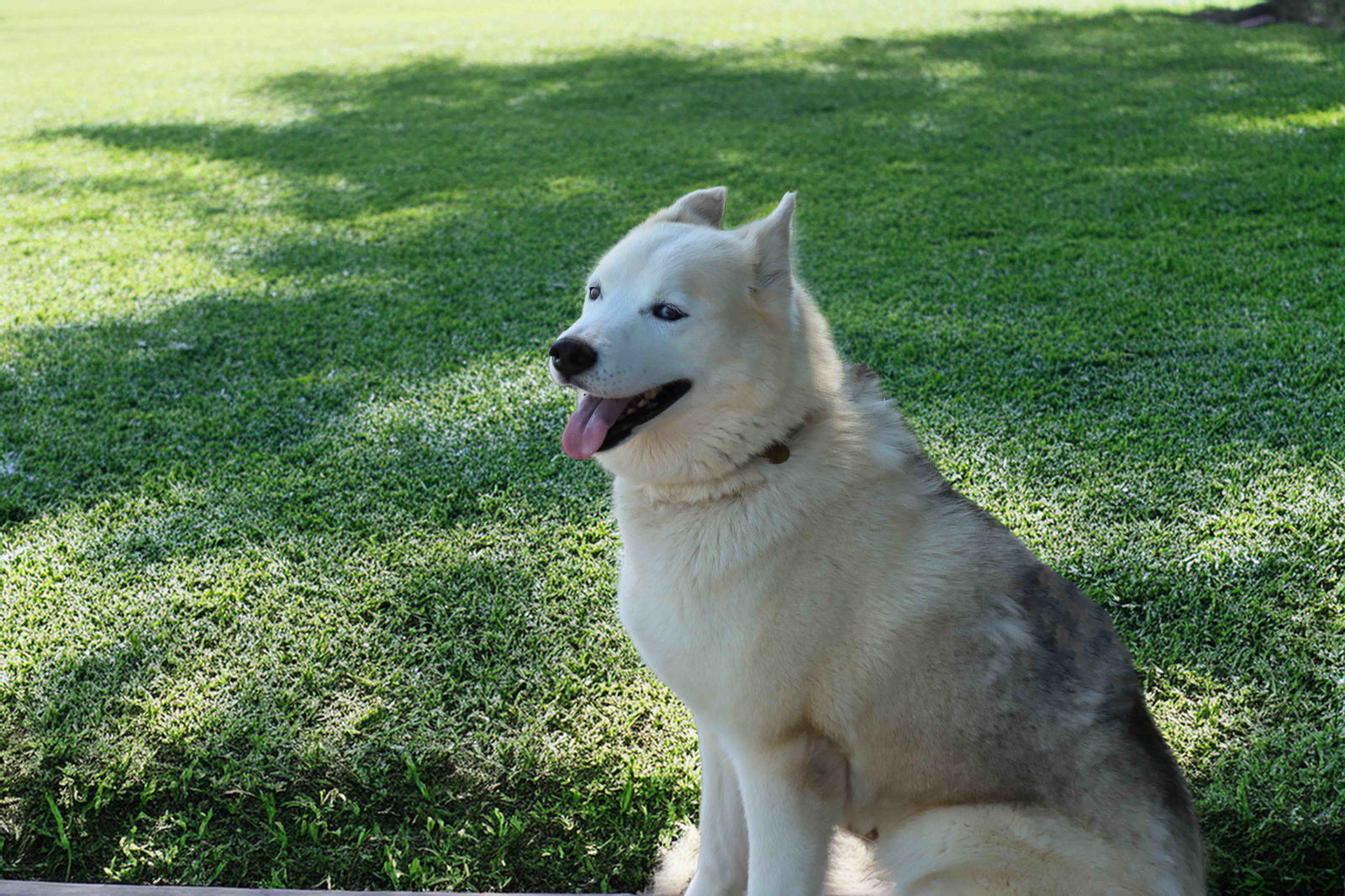 Tundra