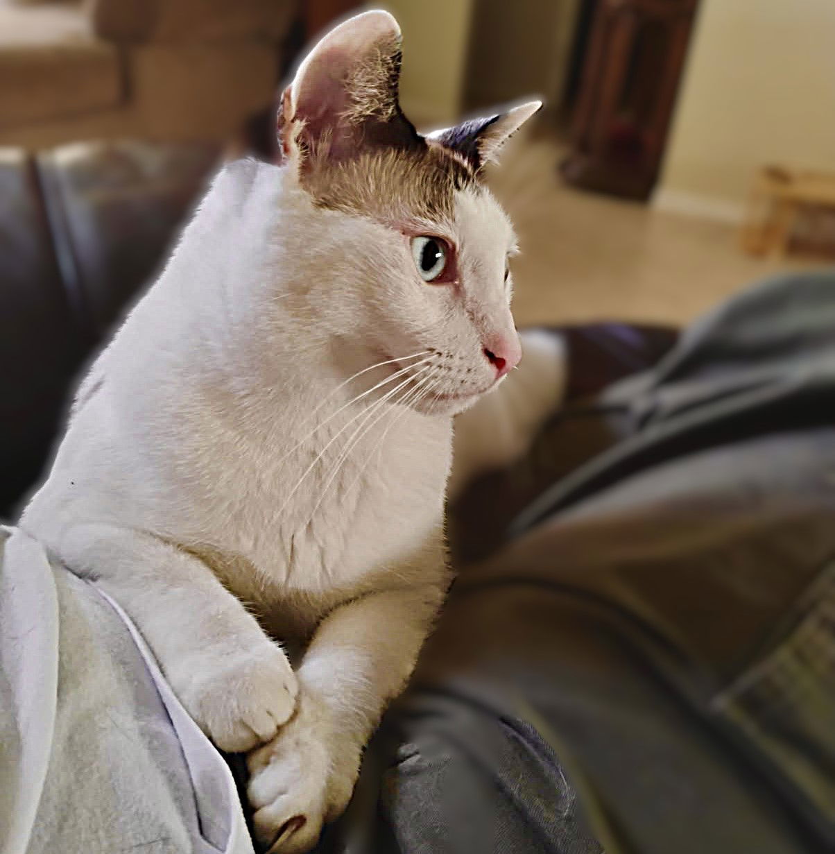 Cisco