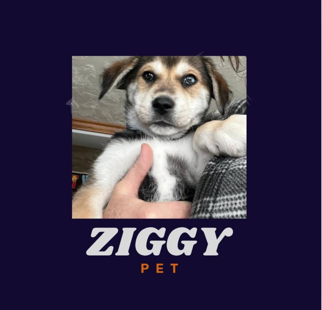 Ziggy, an adoptable Husky in Midway, UT, 84049 | Photo Image 2